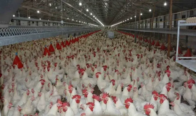 Türkiye'de kişi başına yılda 150 yumurta düşüyor