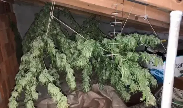 Artvin'de 8 kilogram kubar esrar ele geçirildi