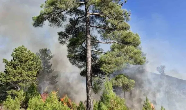 Muğla'nın Köyceğiz ilçesinde orman yangını