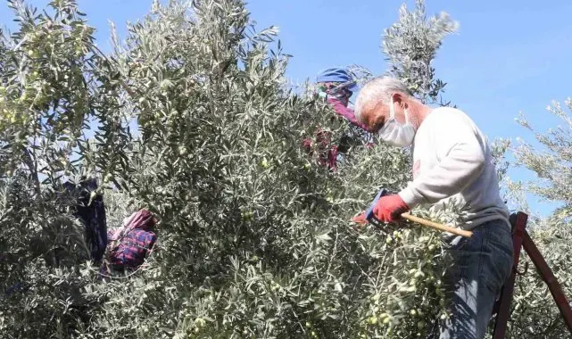 Başkan Murat Orhan'dan erken zeytin hasadına uyarısı