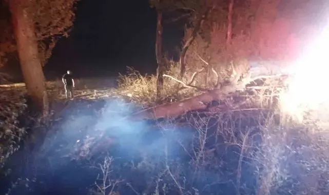 Anız yangını ağaçlara zarar verdi