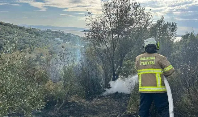 Erdek'te yangın: 10 dönümlük zeytinlik kül oldu