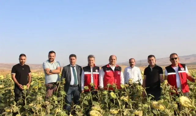 Batman'da yağlık ayçiçeği ekimi devlet desteğiyle yaygınlaştırılacak