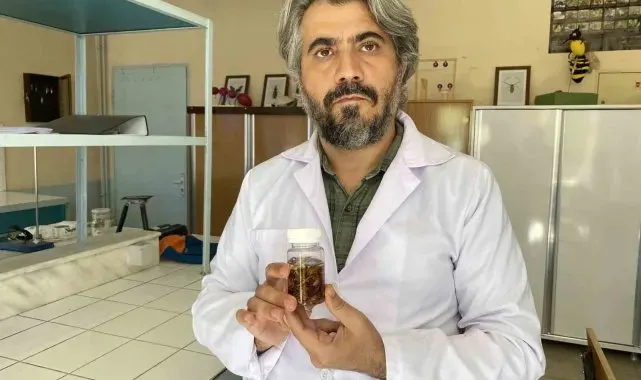 Türkiye'de yeni bir akrep türü keşfedildi