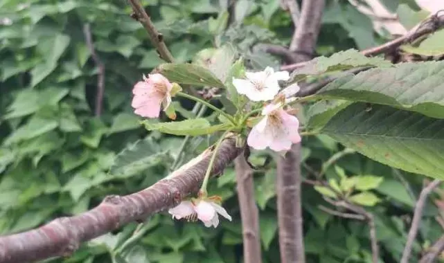 Kastamonu'da Kiraz ağacı sonbaharda çiçek açtı