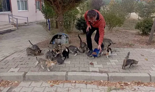 Hisarcık'lı esnaf 30 sokak kedisine bakıyor
