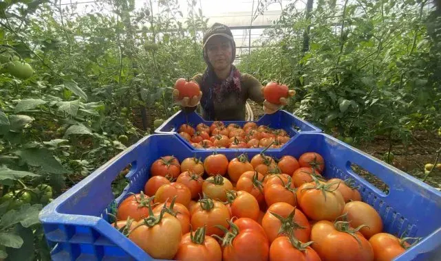 Domateste ilk hasatlar gelmeye başladı