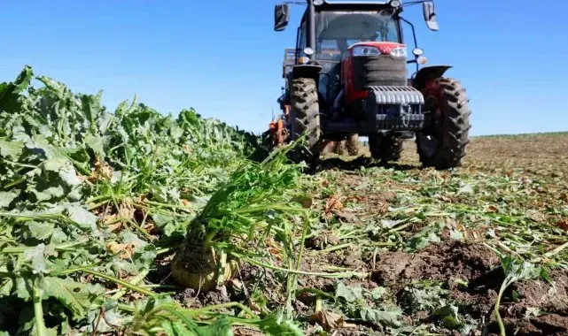 Küresel ısınma şeker pancarını da etkiledi, hasat erken başladı