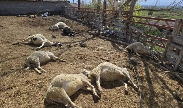 Amasya'da ağıla giren kurtlar, koyun sürüsünün yarısını telef etti