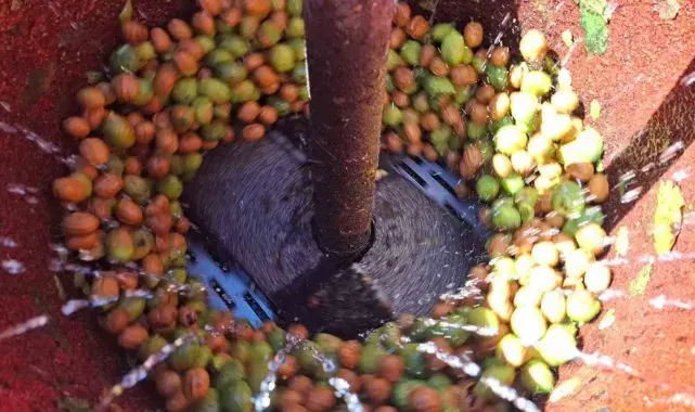 Tunceli'de zorlu ceviz hasadı başladı