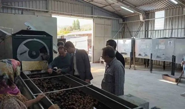 Gölpazarı'nda cevizler kurutmaya bırakıldı
