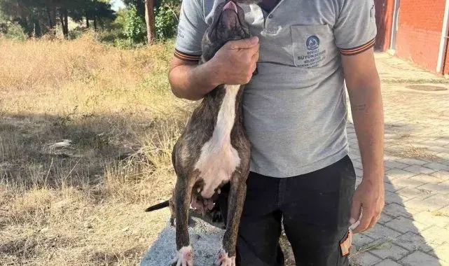 Denizli'de yasak ırk köpekler uygun şartlarda bakılıyor