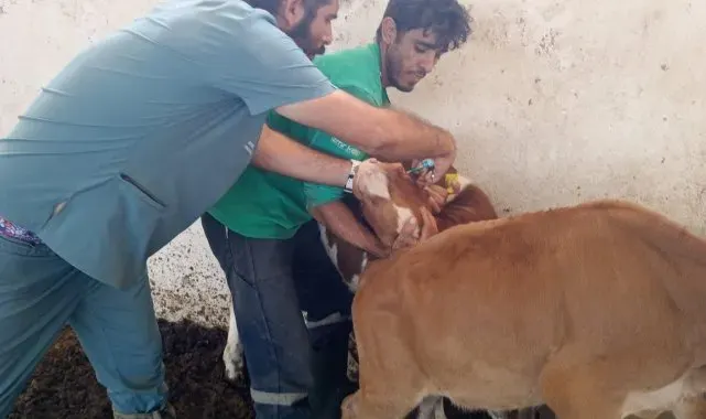 Didim Tarım ve Orman Müdürlüğü'nün aşılama çalışmaları sürüyor