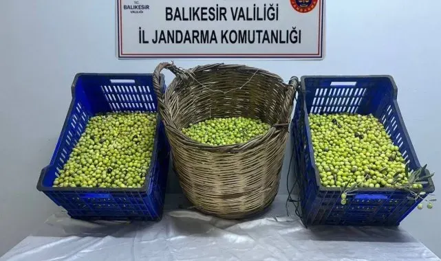 Zeytin hırsızları tutuklandı
