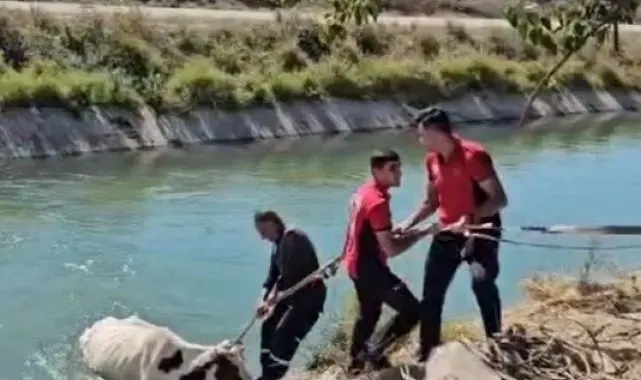 Sulama kanalına düşen ineği itfaiye kurtardı