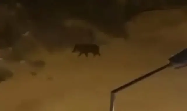 Domuzlar sürü halinde mahalleye indi