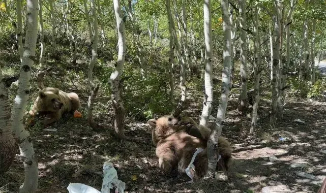Vatandaşlar tarafından şımartılan ayıların keyfi yerinde