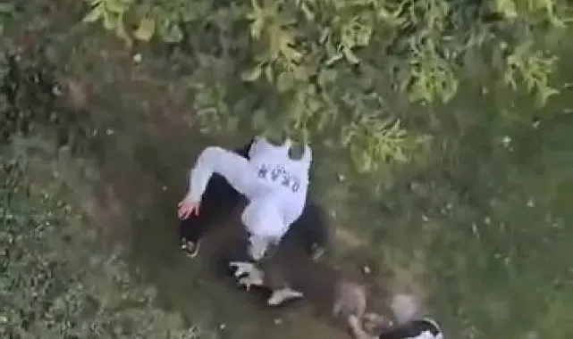 Maltepe'de pitbull saldırdığı kediyi parçaladı