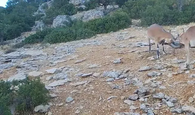Kafa kafaya vuruşan dağ keçileri fotopakana takıldı