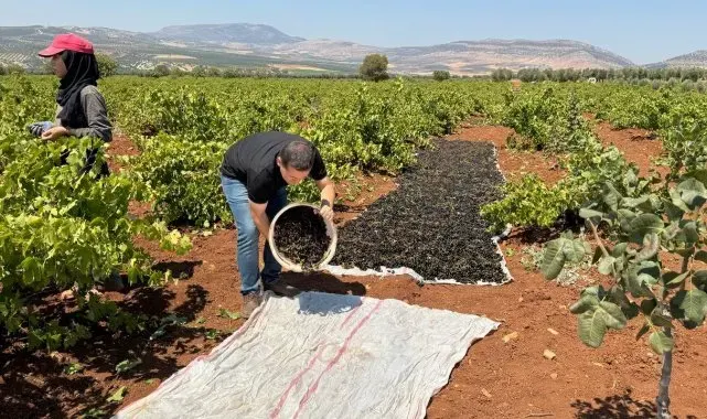 'Horoz karası üzümü'nün sofralara yolculuğu başladı