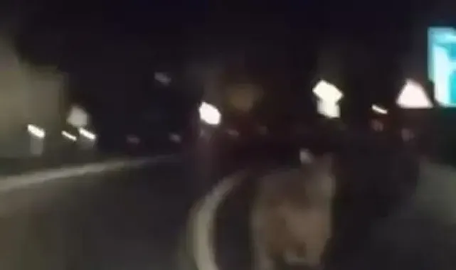 Karayoluna inen ayıya araçlı takip