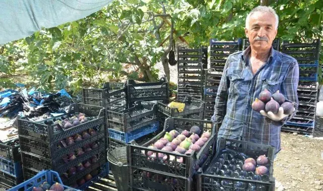 Antalya'da Bursa siyah incir hasadı tamamlandı