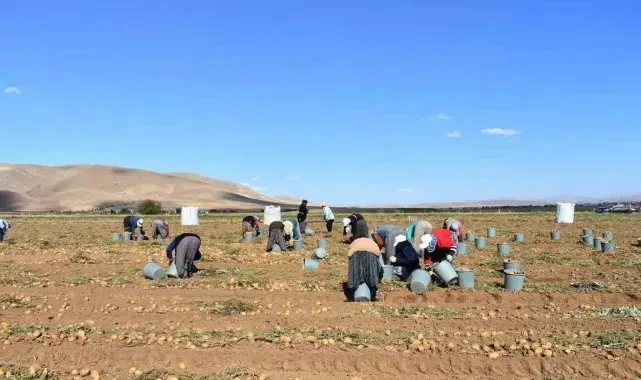 Bayburt'ta patates hasadına başlandı