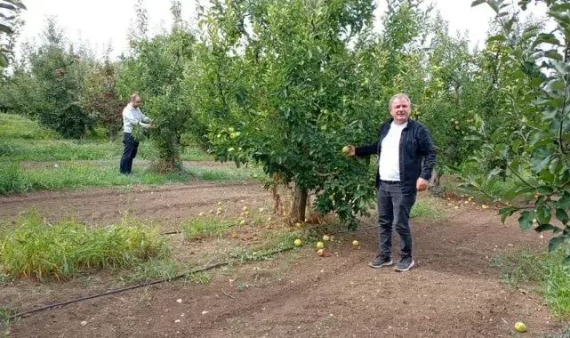 Konya'nın üretim merkezi ilçesinde elma hasadı sürüyor