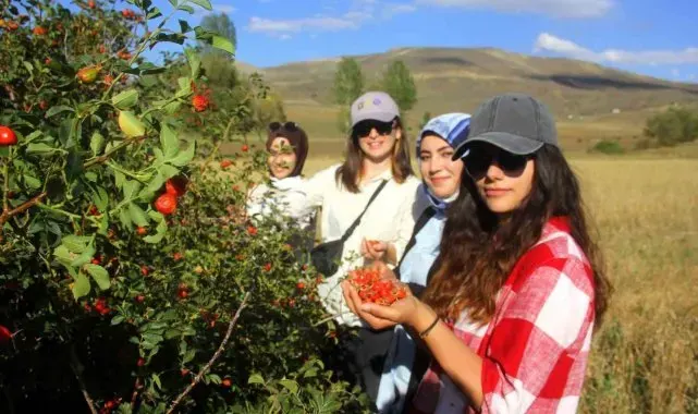 Bayburt'ta kuşburnu alımı başladı