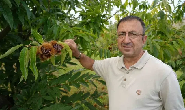 Gal arısına dayanıklı kestanenin hasadına başlandı