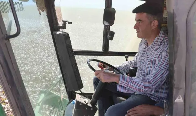 Koçarlı'da pamuk hasadı başladı