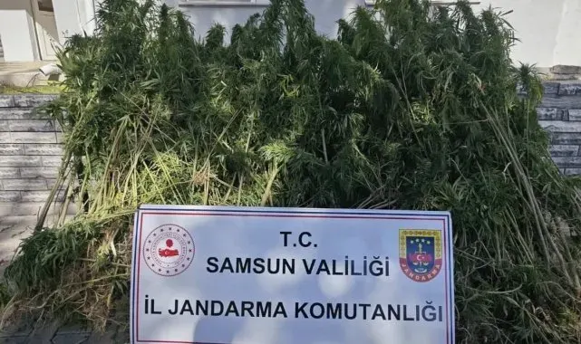 Samsun'da jandarma 728 kök kenevir bitkisi ele geçirdi