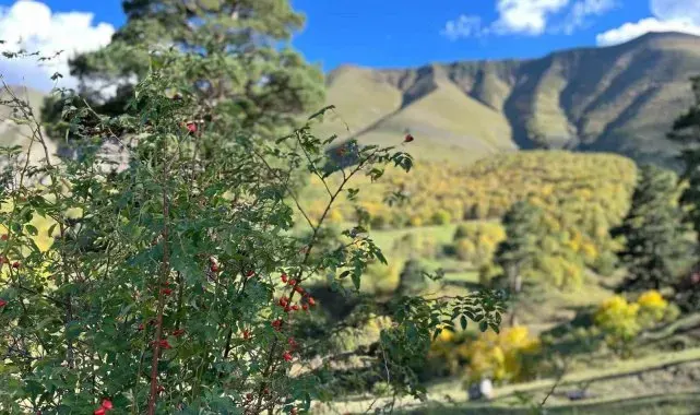 Artvin'de sonbahar ilk bu köye uğruyor