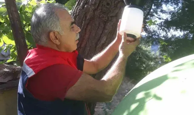 Söke'de tarımı koruma için tuzak kontrolleri sıkı tutuluyor