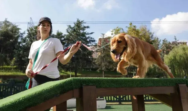 Türkiye'nin en kapsamlı Köpek Eğitim Merkezi Ümraniye'de