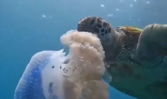 Caretta carettanın deniz anasını yediği görüntülerle denizi kirletenlere 'çevre' mesajı