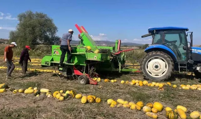 Beyşehir'de çerezlik kabak çekirdeği üretimi