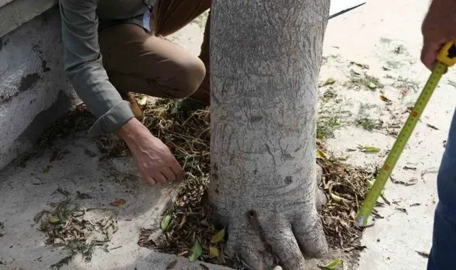 Bodrum'da ağaçlara zarar verenler tespit edilecek