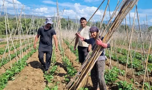 Fethiye'de baklagil üretimi destekleniyor
