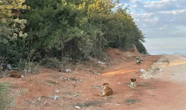 Bilecik'te vatandaşlar sürü halindeki köpeklerden tedirgin