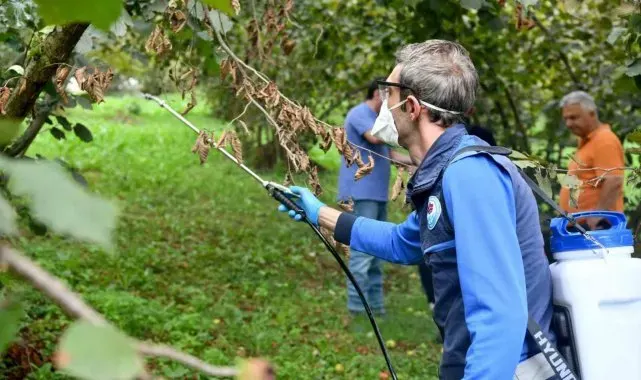 Kahverengi kokarca ile mücadele sürüyor