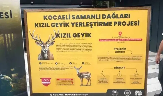 Ormanya'da üretilen kızıl geyikler doğaya salındı