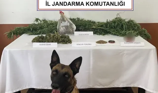 Balkonda kenevir yetiştiren şahsı jandarma yakaladı