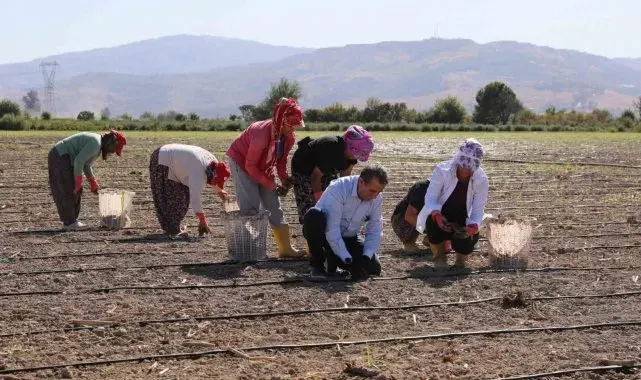 Başkan Yetişkin enginar fidelerini toprakla buluşturdu