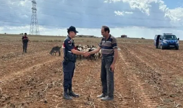 Kırklareli'nde kaybolan küçükbaş hayvanlar bulundu