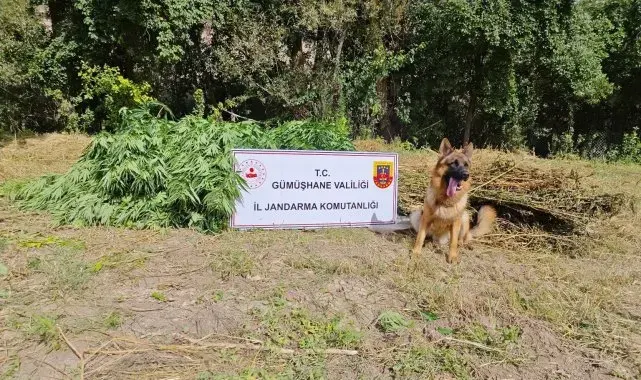 Gümüşhane'de uyuşturucu operasyonu