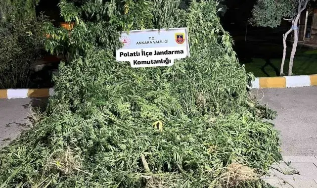 Polatlı'da tarlaya ekilmiş 240 kök kenevir ele geçirildi