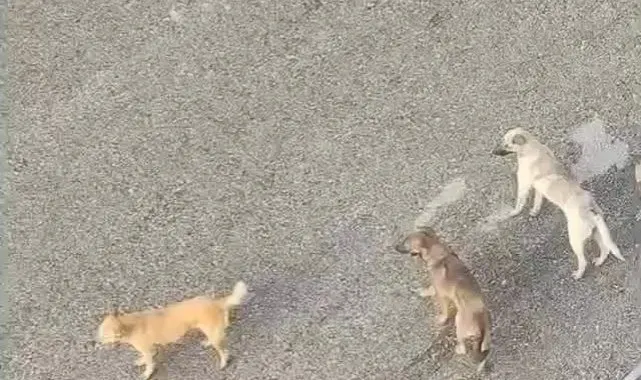 Ankara Mamak'ta vatandaşlar sahipsiz köpeklerin çokluğundan tedirgin