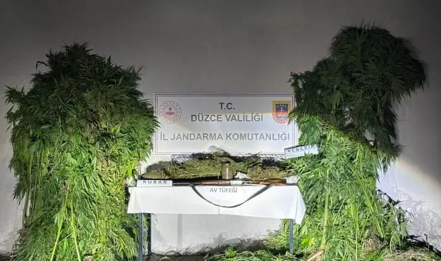2,5 kilo kubar esrar ve 244 kök kenevir ele geçirildi