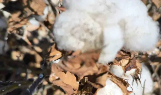 Aydın'da pamukta unlu bit mücadelesi sürüyor